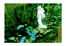水の中の森